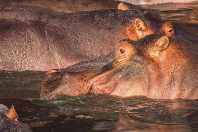 Hippopotamus in water