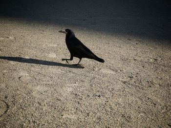 High angle view of bird perching on floor