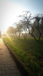 Trees on grassy field