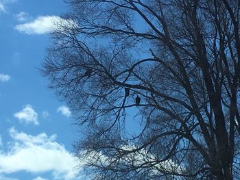 Low angle view of bare tree against blue sky