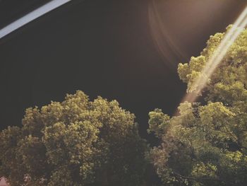Low angle view of trees against sky at night
