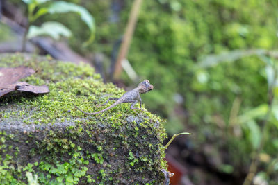 Close-up of a baby lizard