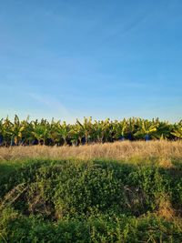 Crops growing on field against blue sky