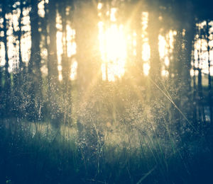 Sunlight streaming through trees in forest