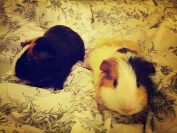 Guinea pigs on bed at home