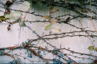 Ivy on branch