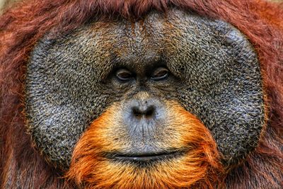 Close of wide face orang utan - full frame