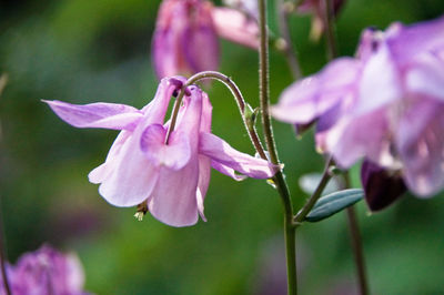 Close-up of pink flowering plant