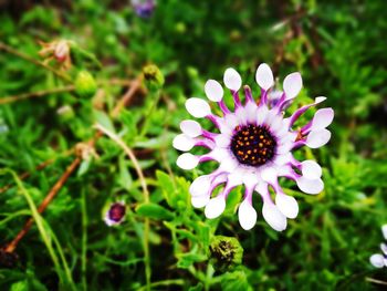 Close-up of osteospermum blooming outdoors