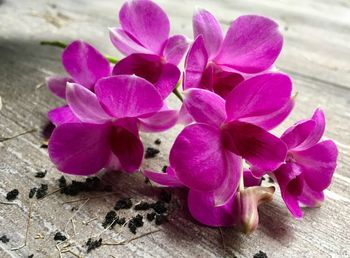 Close-up of pink flowers on wood