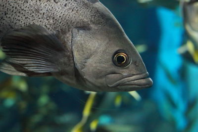 Close-up of fish swimming in sea