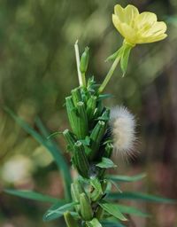 Close-up of flowers