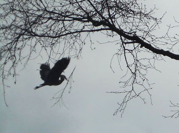 Low angle view of birds perching on branch