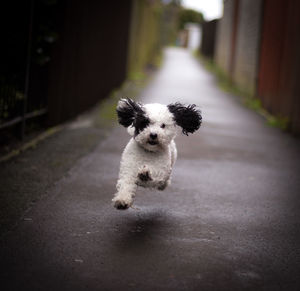 Portrait of dog