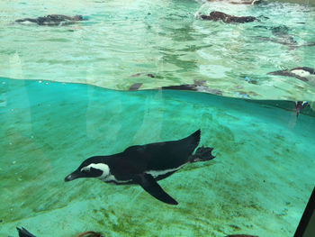 High angle view of fish swimming in sea