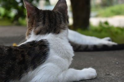 Close-up of cat lying down