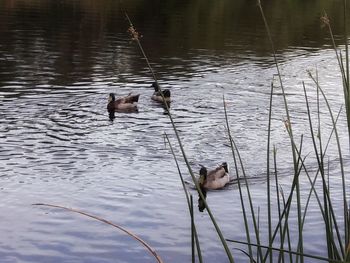 Ducks swimming on lake