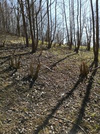 View of bare trees in forest