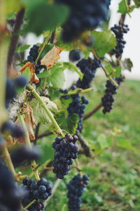 Close-up of grapes growing in vineyard