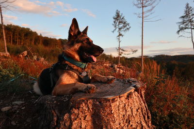 Dog sitting on a field