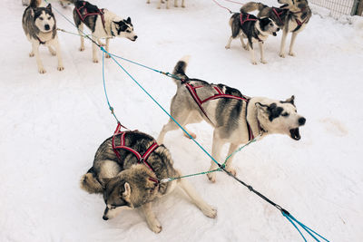 Sled dogs on snow