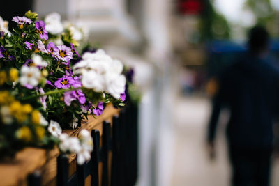 Close-up of flowering plant