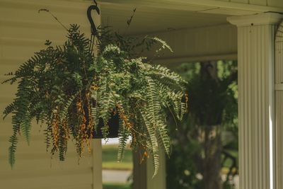 plant