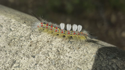 Close-up of insect