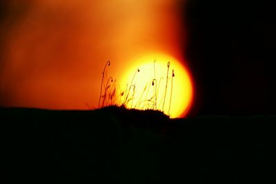 Silhouette of trees at sunset