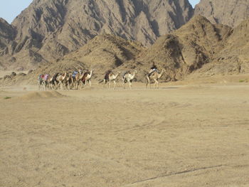 Camels in desert against sky