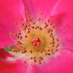 Close-up of pink flower