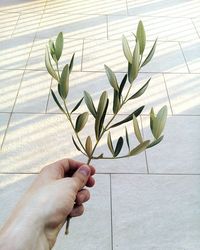 Close-up of hand holding olive twig against white wall