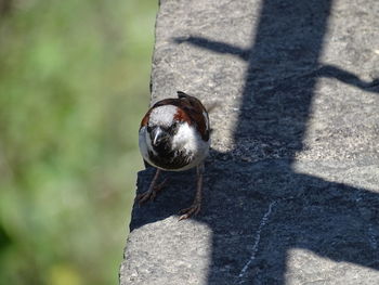 Close-up of bird perching on tree