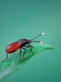 Close-up of insect