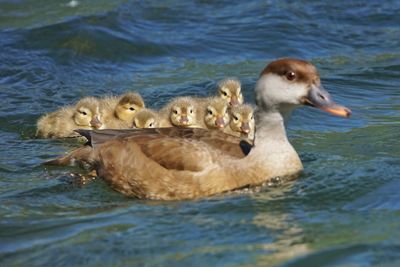 View of ducklings swimming in water
