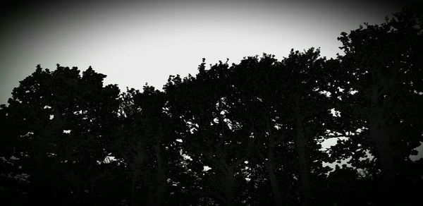 Trees against clear sky