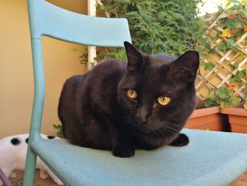 Close-up portrait of black cat sitting outdoors