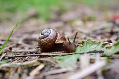 Close-up of snail on land