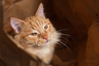 Close-up portrait of a cat