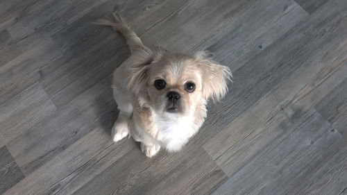 High angle portrait of dog