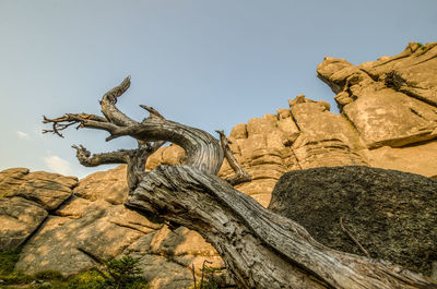 Low angle view of driftwood on rock against sky