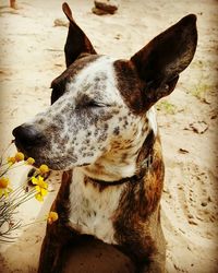 Close-up of dog on sand at beach