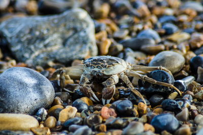 Close-up of crab on rocky shore