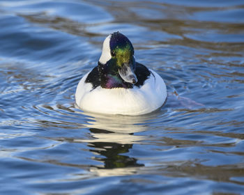 Close-up of duck swimming in lake