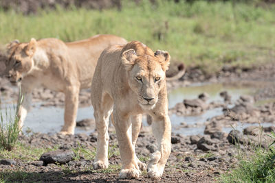 Lions of maasai mara national reserve kenya