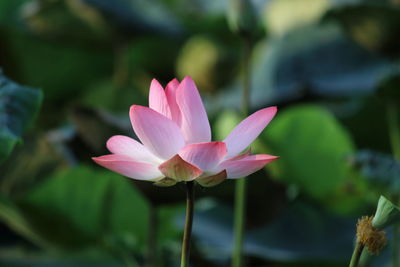 Close-up of pink water lily