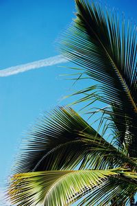 Low angle view of palm tree against blue sky