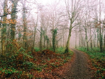 Trees in forest