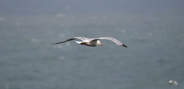 Seagull flying over a water