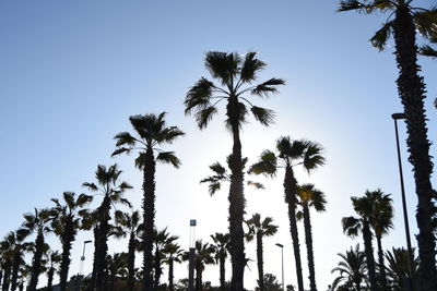 Low angle view of palm trees against blue sky